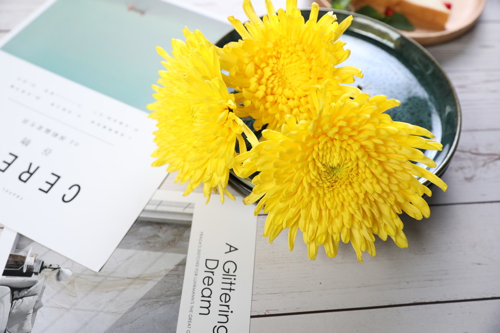 小清新文艺菊花背景图片