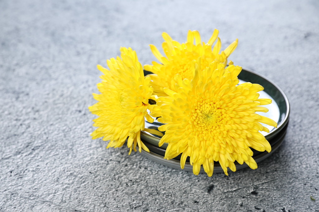 小清新文艺菊花背景图片