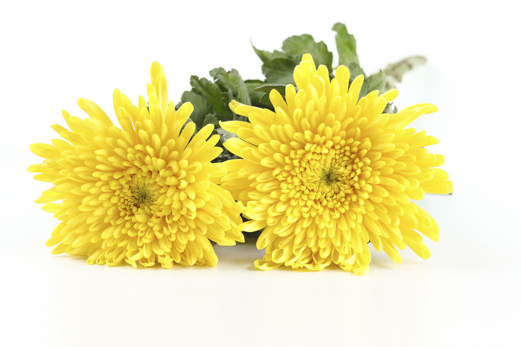 文艺小清新菊花背景图片