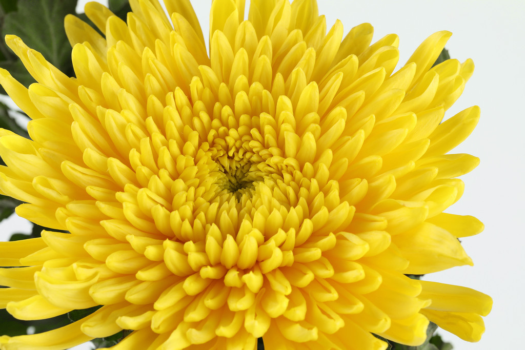 文艺小清新菊花背景图片