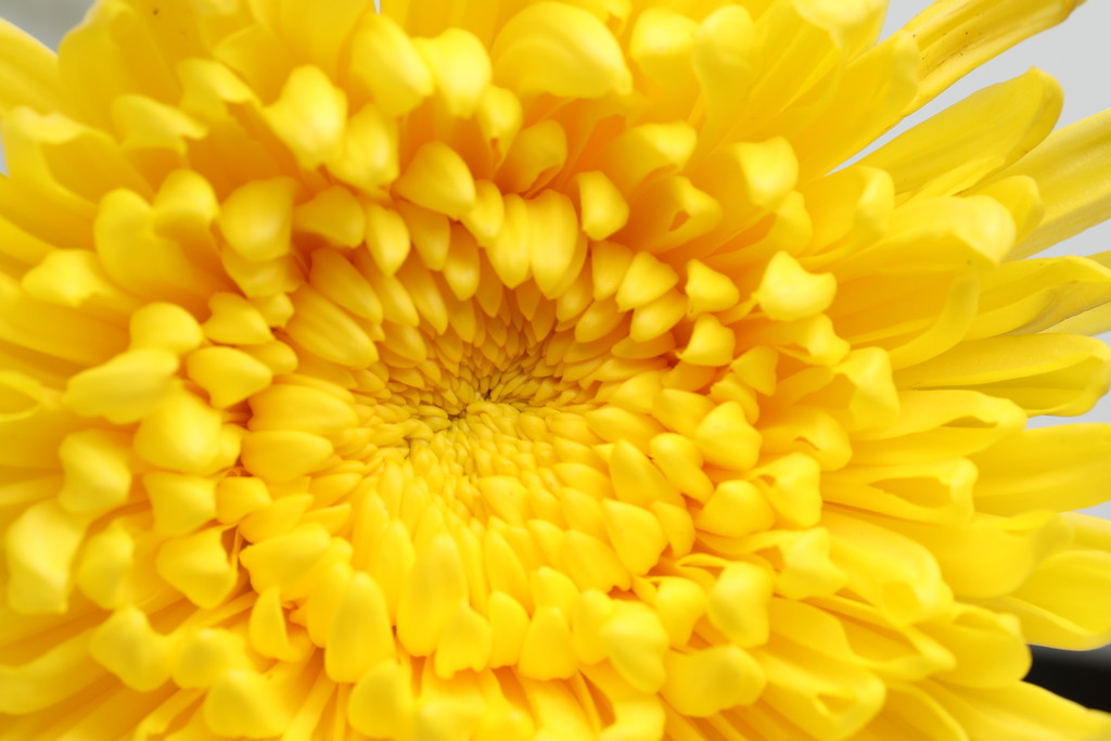 文艺小清新菊花背景图片