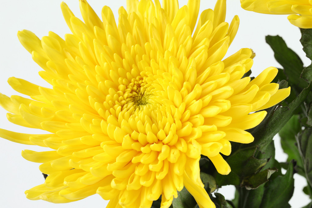 文艺小清新菊花背景图片