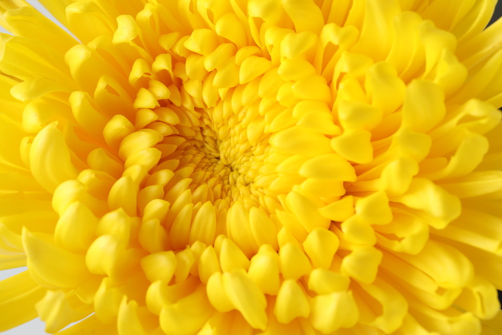 文艺小清新菊花背景图片