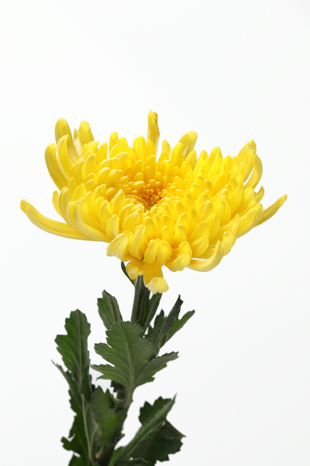 文艺小清新菊花背景图片