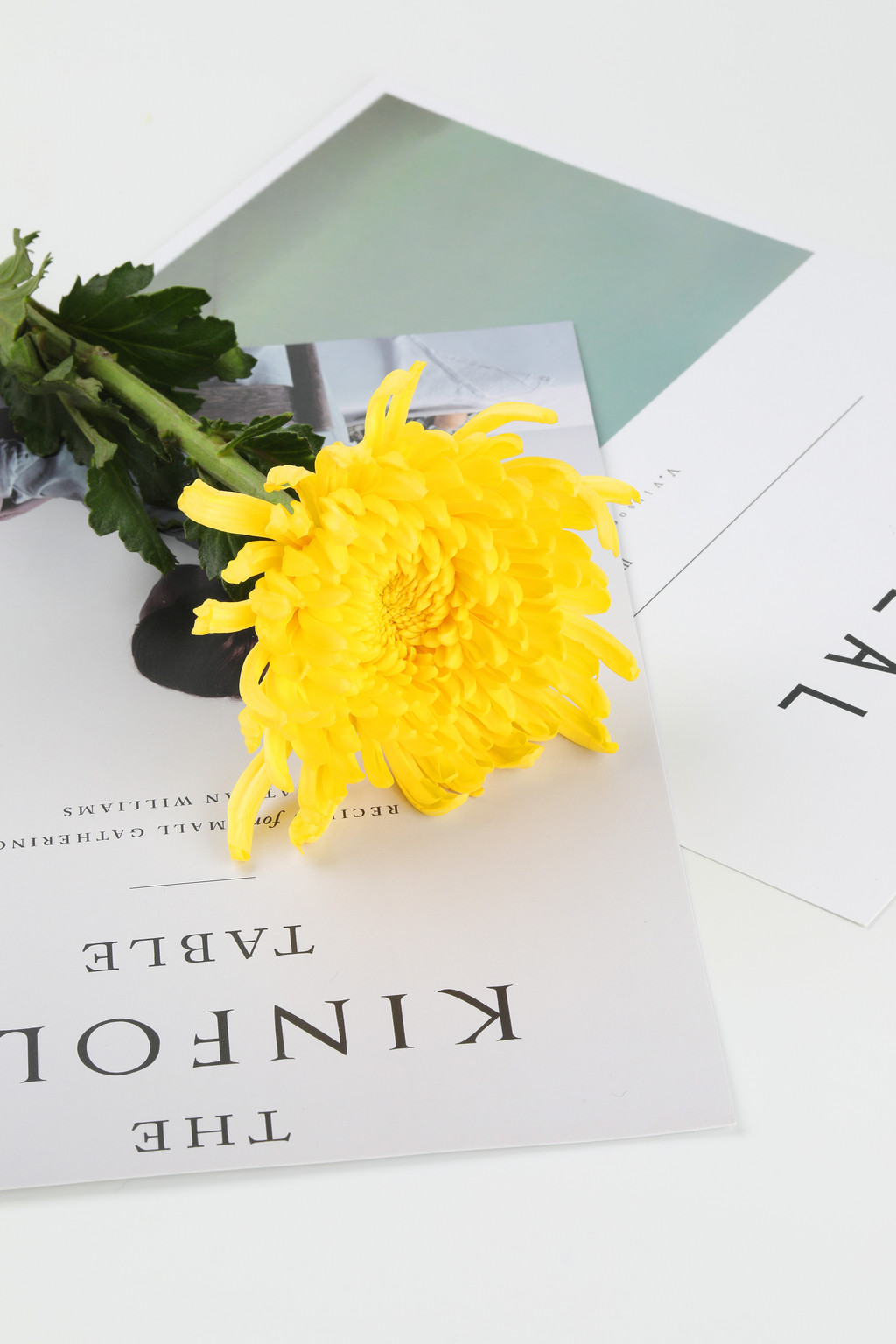 文艺小清新菊花背景图片