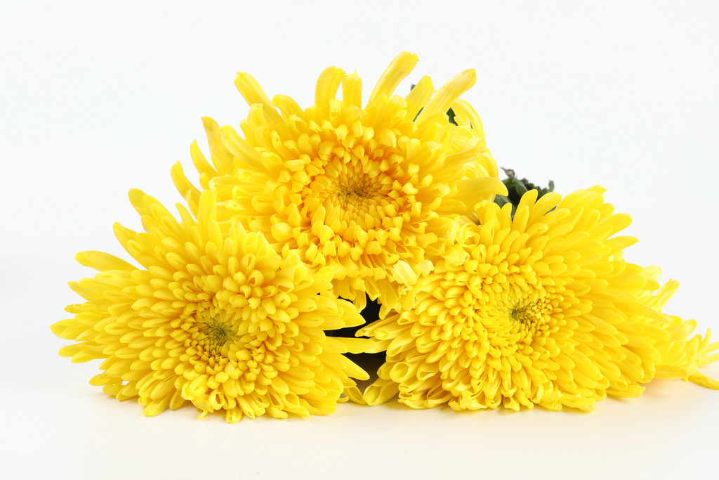 文艺小清新菊花背景图片