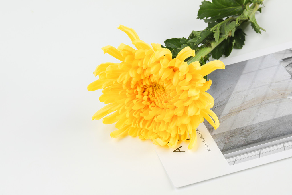 文艺小清新菊花背景图片