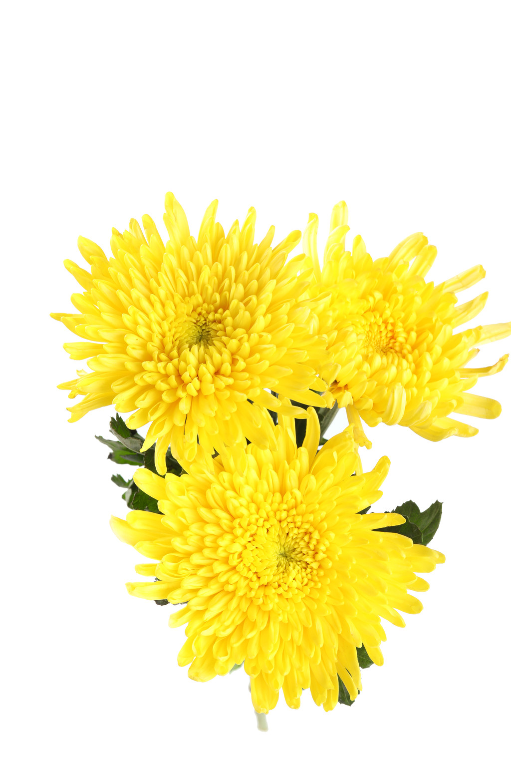 文艺小清新菊花背景图片