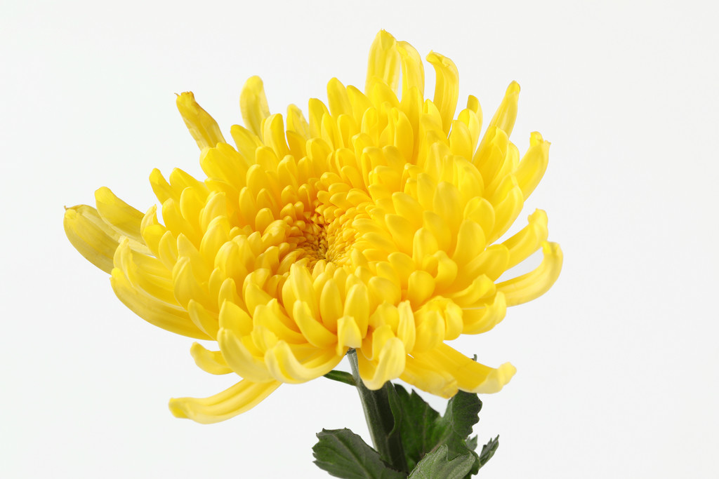 文艺小清新菊花背景图片