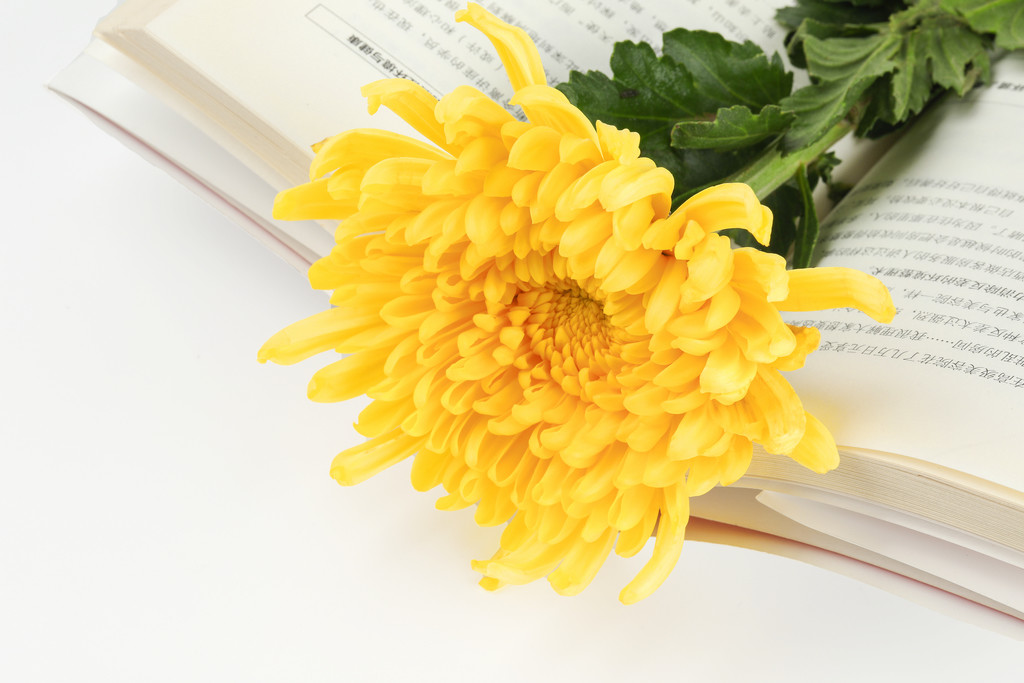 文艺小清新菊花背景图片