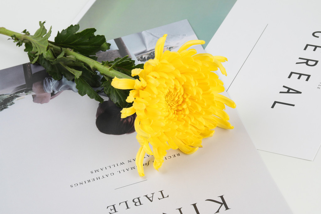 文艺小清新菊花背景图片