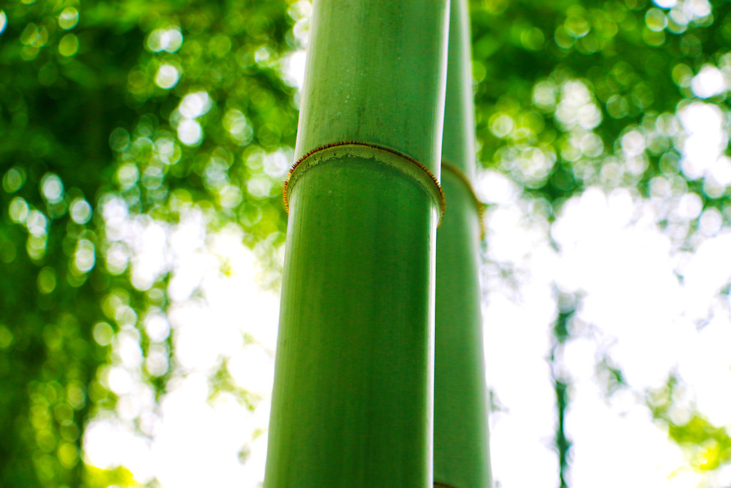 绿色竹林清凉竹海竹子背景图片