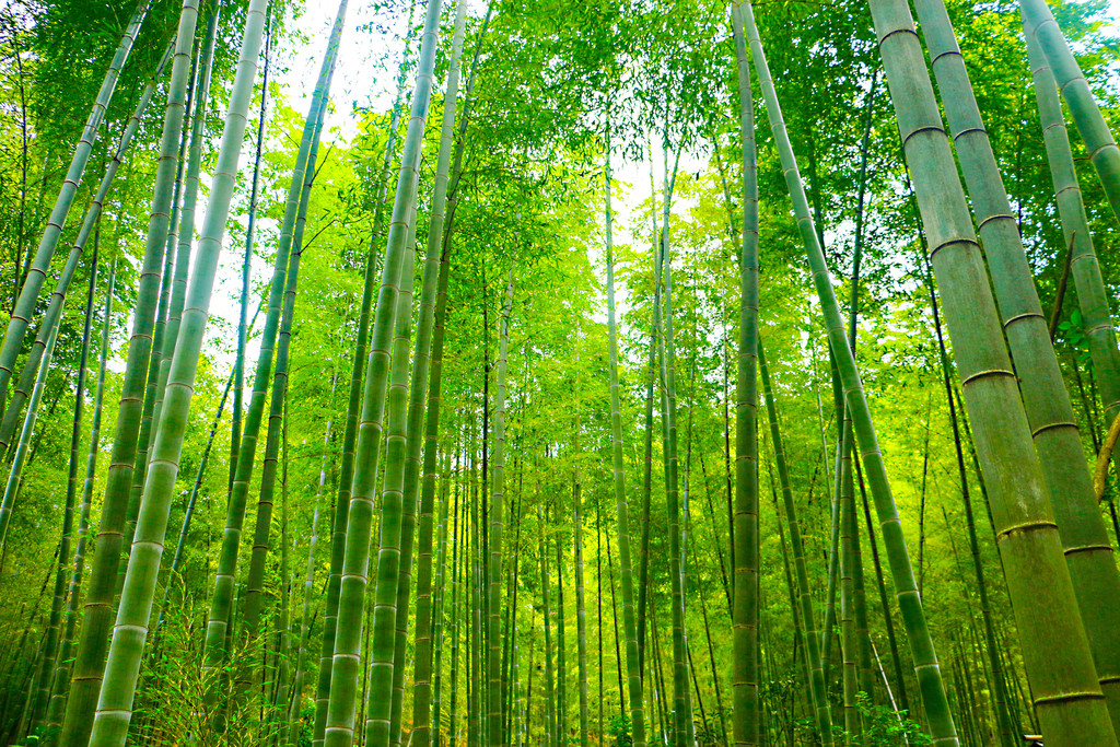 绿色竹林清凉竹海竹子背景图片