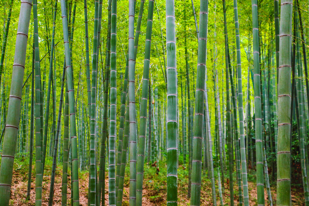 绿色竹林清凉竹海竹子背景图片