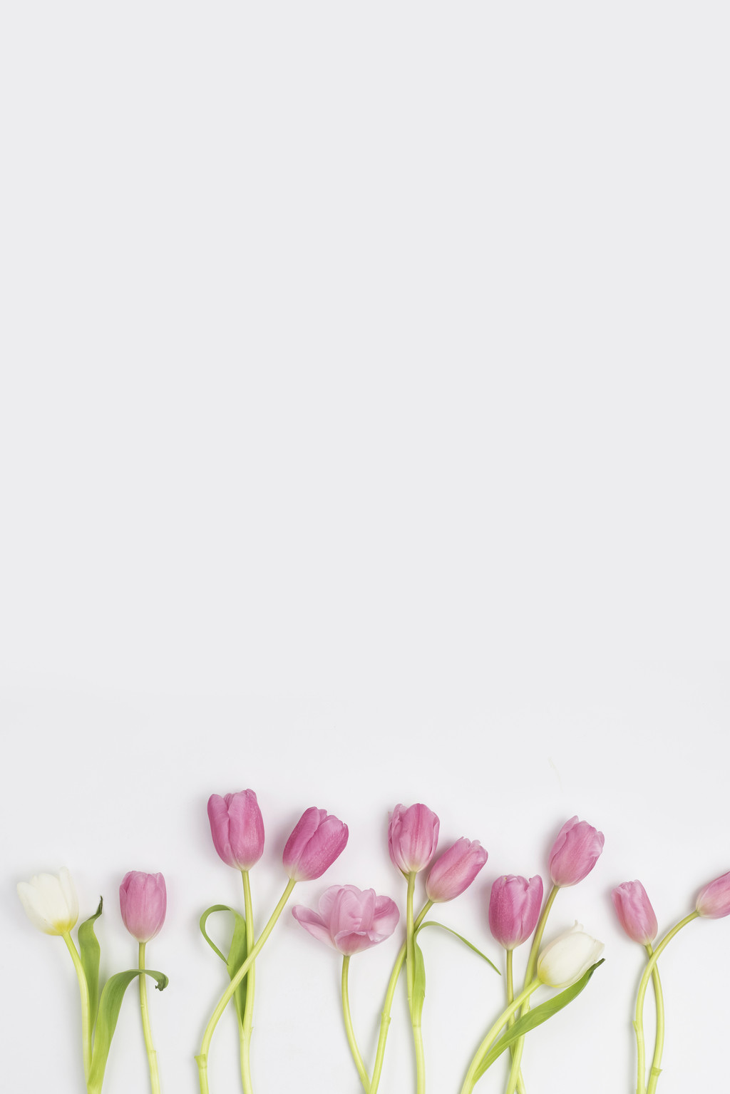 春天简约小清新郁金香花卉装饰图片背景