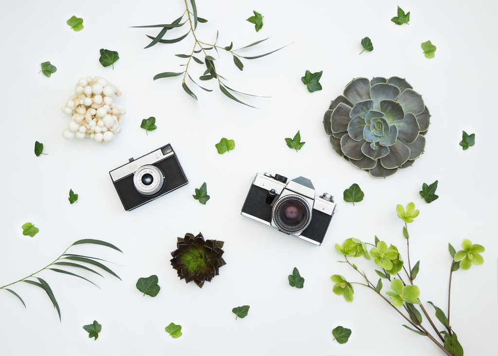 淡雅小清新简约花朵花卉图片