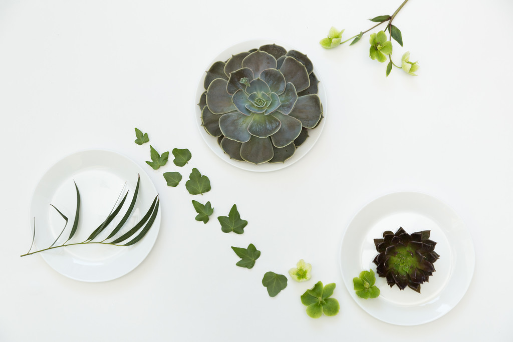 淡雅小清新简约花朵花卉图片