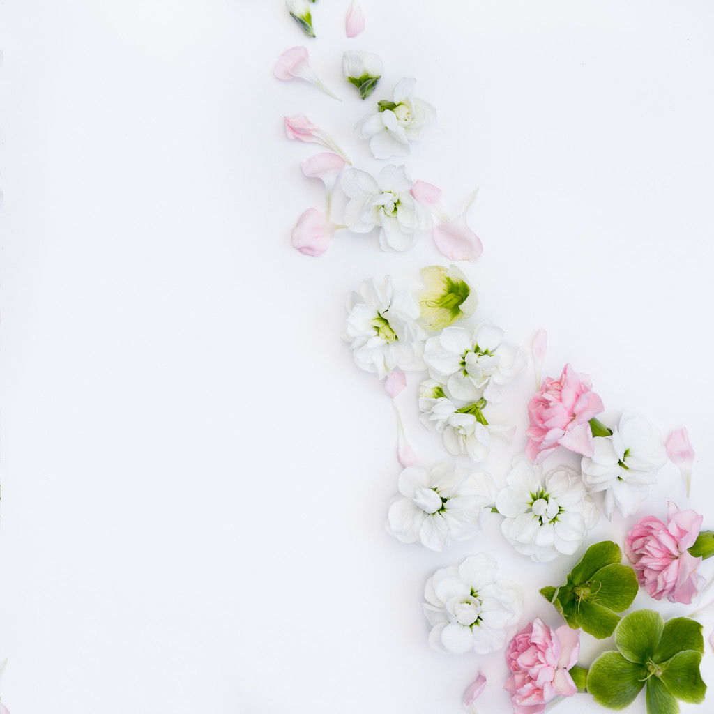 春天淡雅小清新简约花朵花卉图片