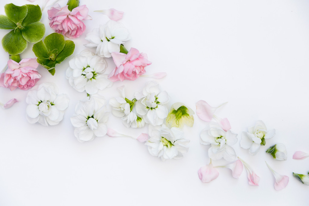 淡雅小清新简约花朵花卉春天图片