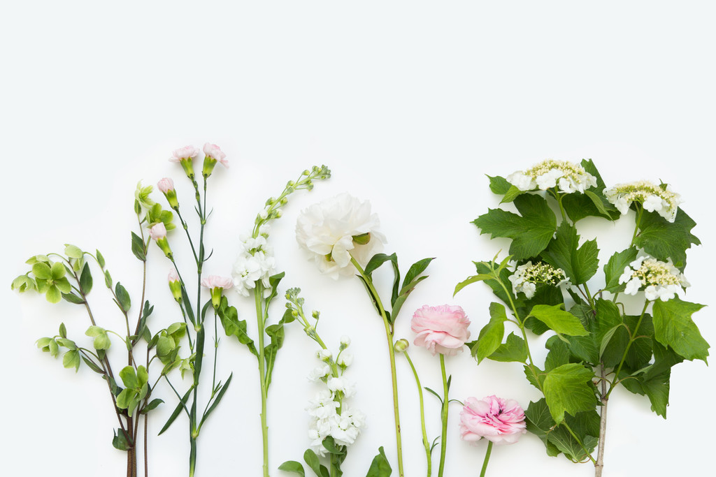 淡雅小清新简约花朵花卉春天图片