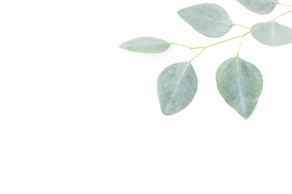 斯堪的纳维亚极简风格绿色树叶背景图片