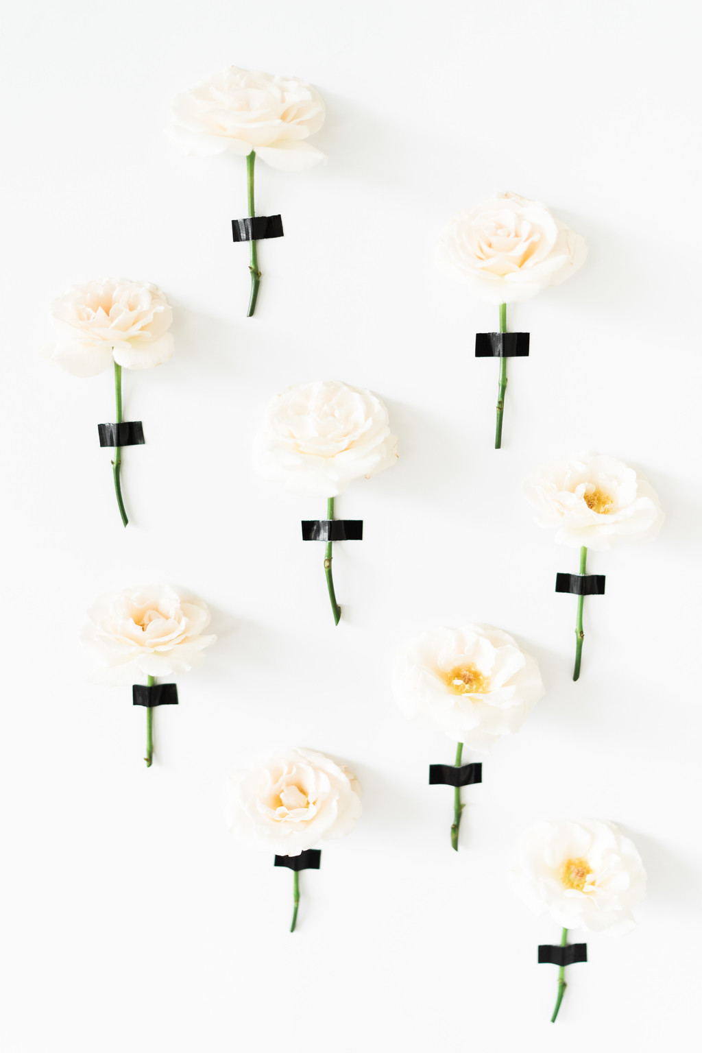 春天极简淡雅玫瑰花花朵背景图片