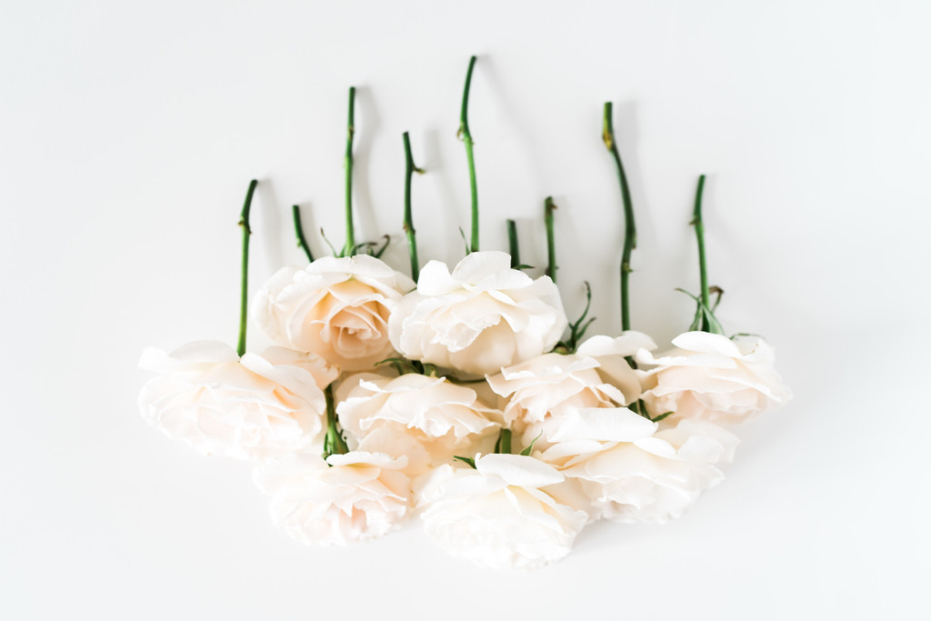 极简淡雅玫瑰花花朵背景图片