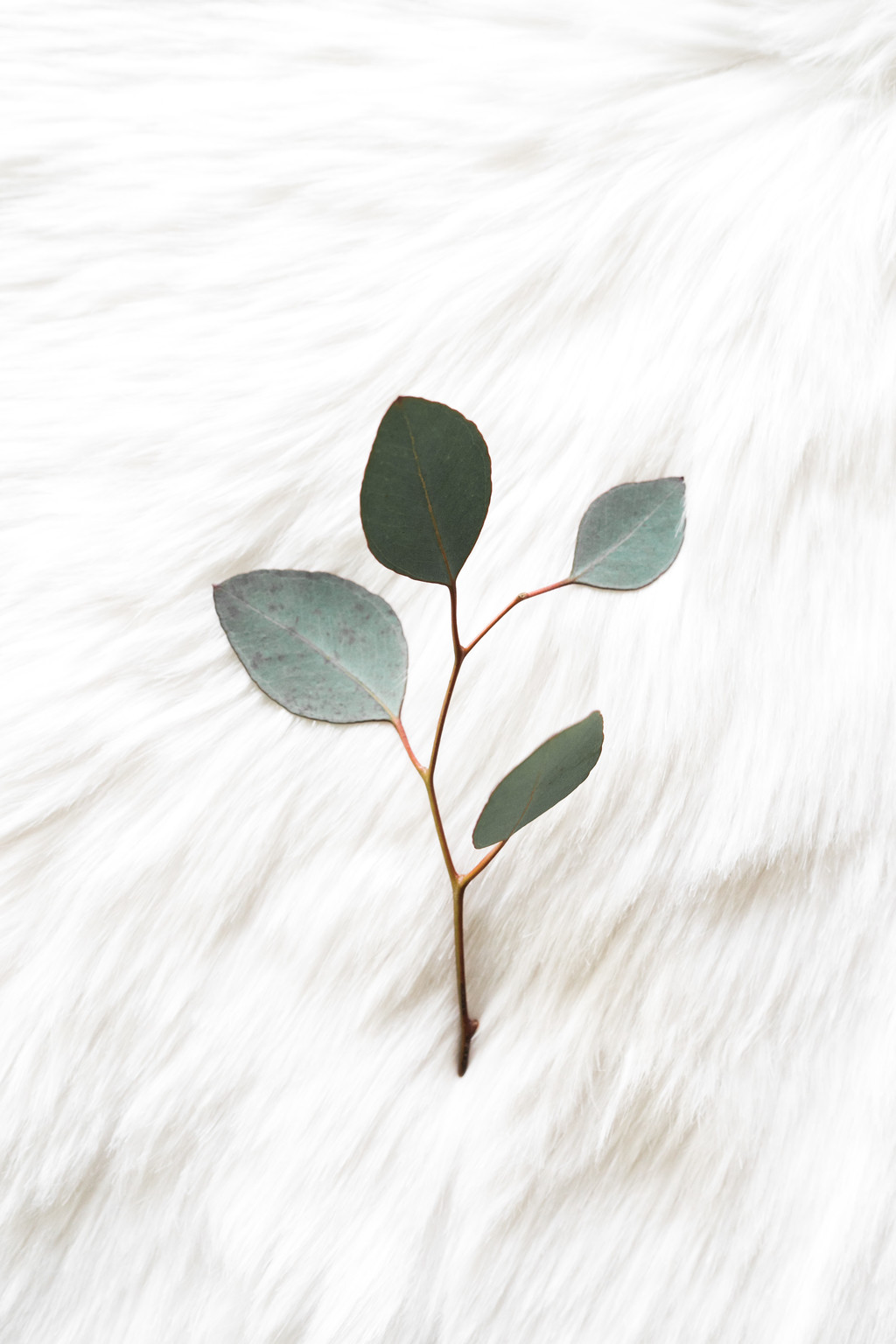 极简淡雅玫瑰花花朵背景图片