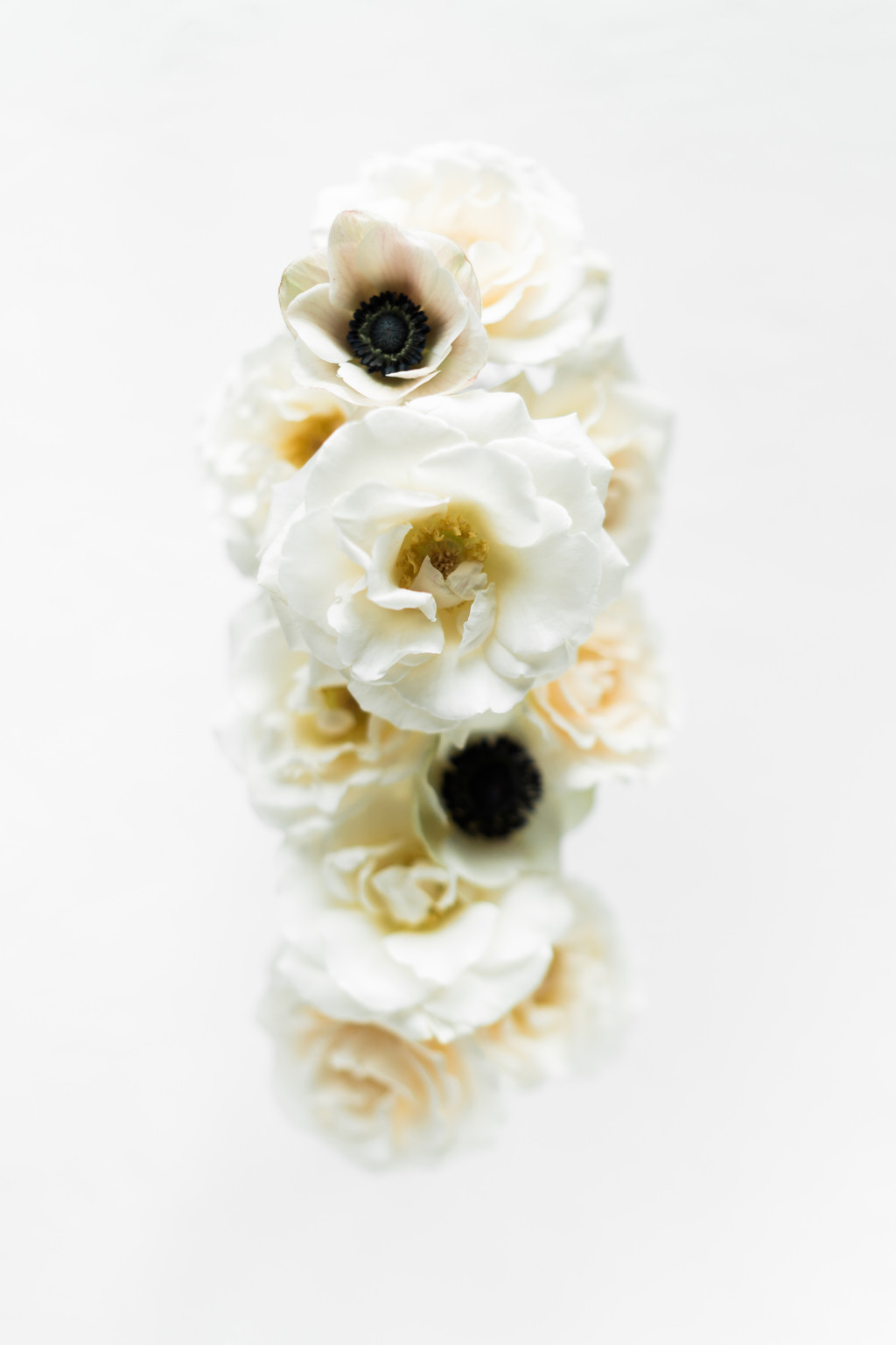 极简淡雅玫瑰花花朵背景图片