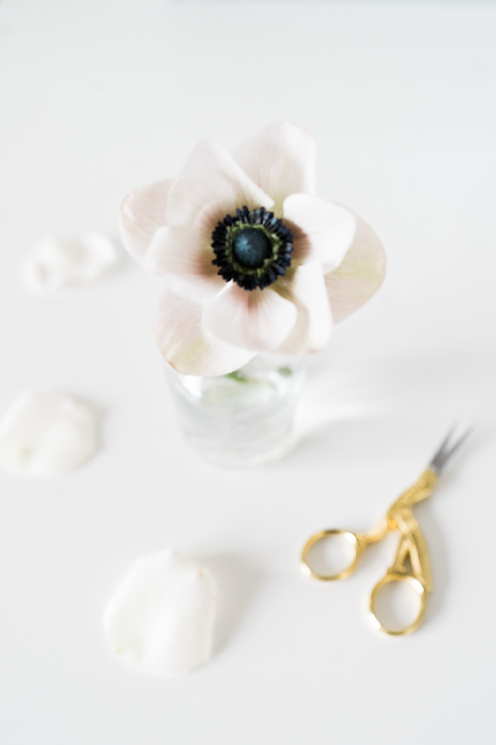 极简淡雅玫瑰花花朵背景图片