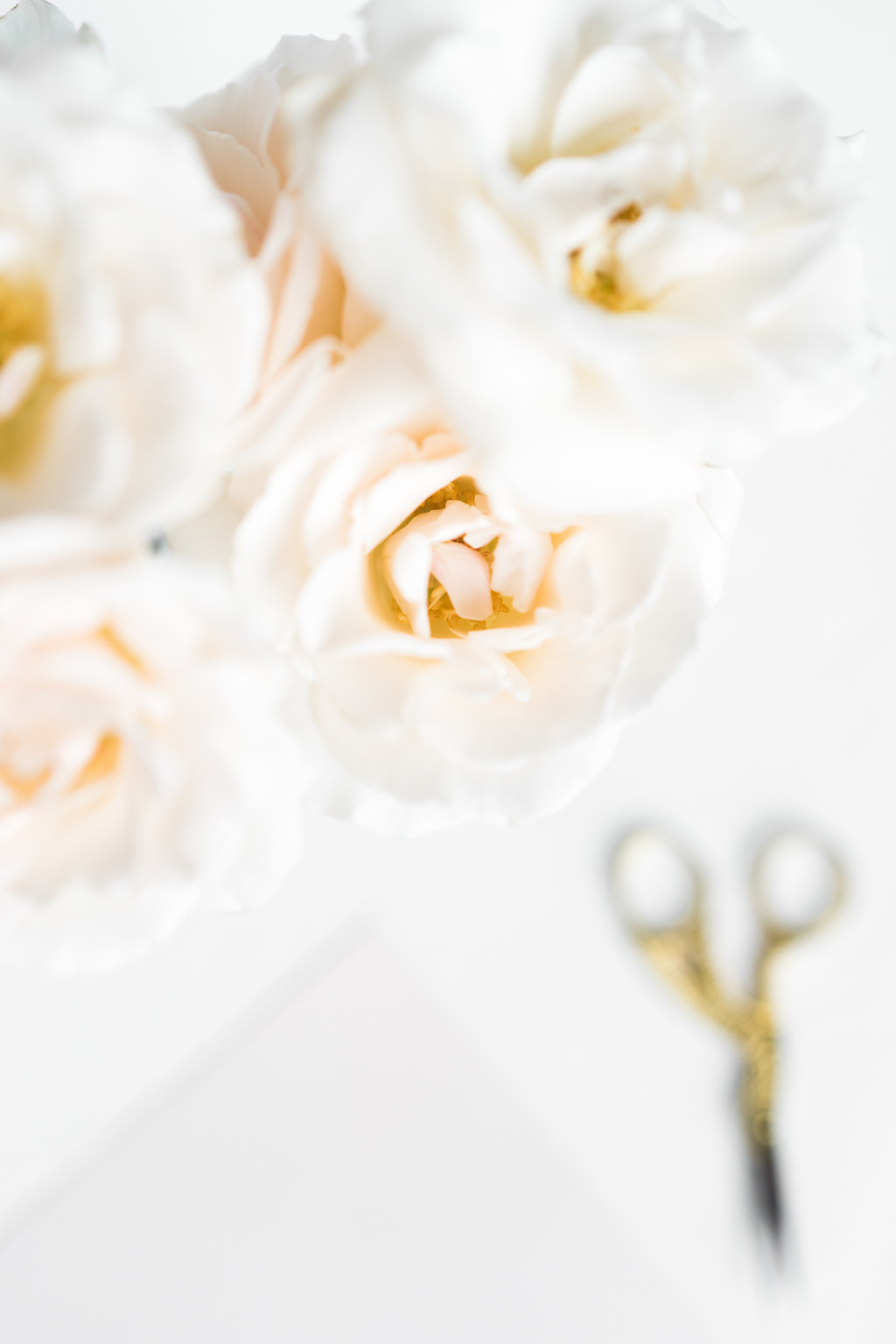 极简淡雅玫瑰花花朵背景图片