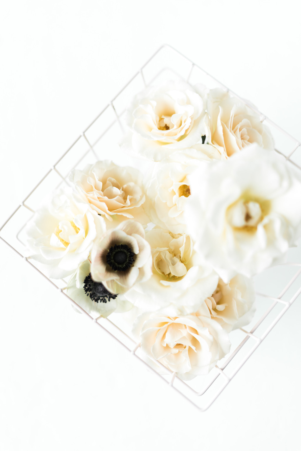 春天极简淡雅玫瑰花花朵背景图片