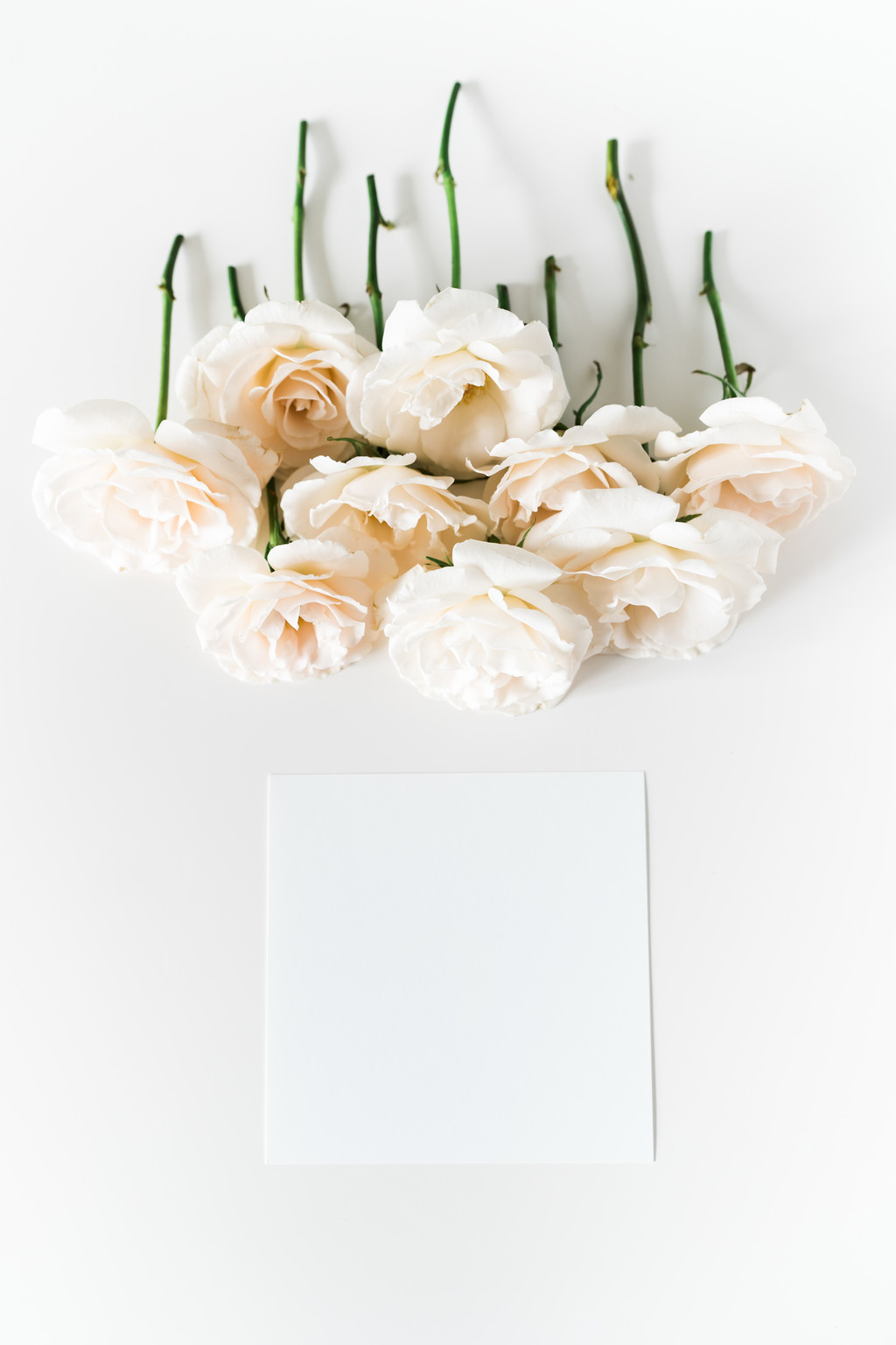 极简淡雅玫瑰花花朵背景图片