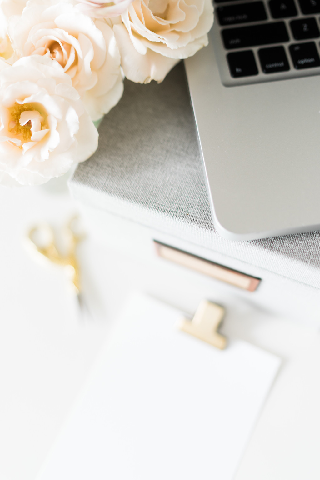 极简淡雅玫瑰花花朵背景图片