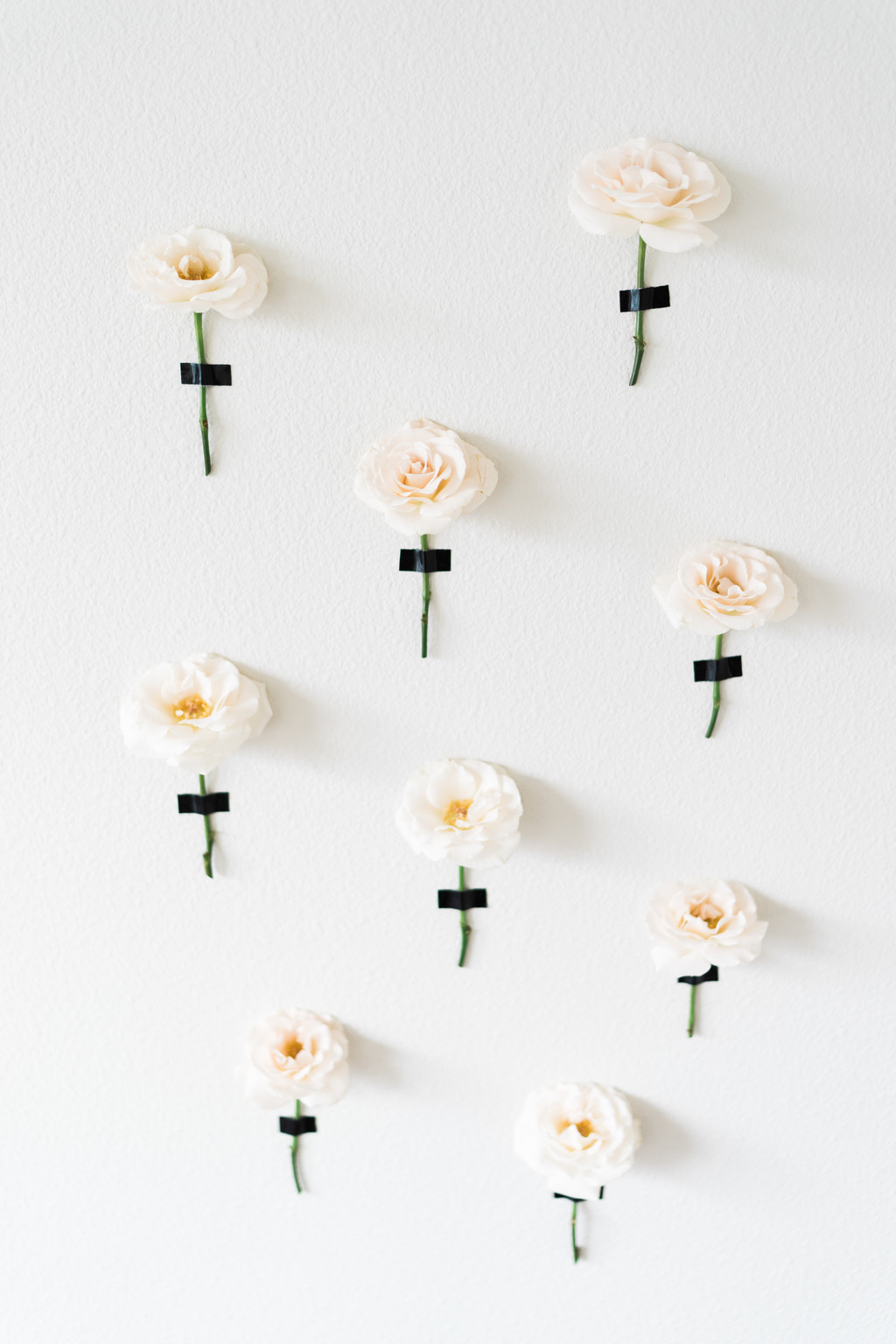 春天极简淡雅玫瑰花花朵背景图片