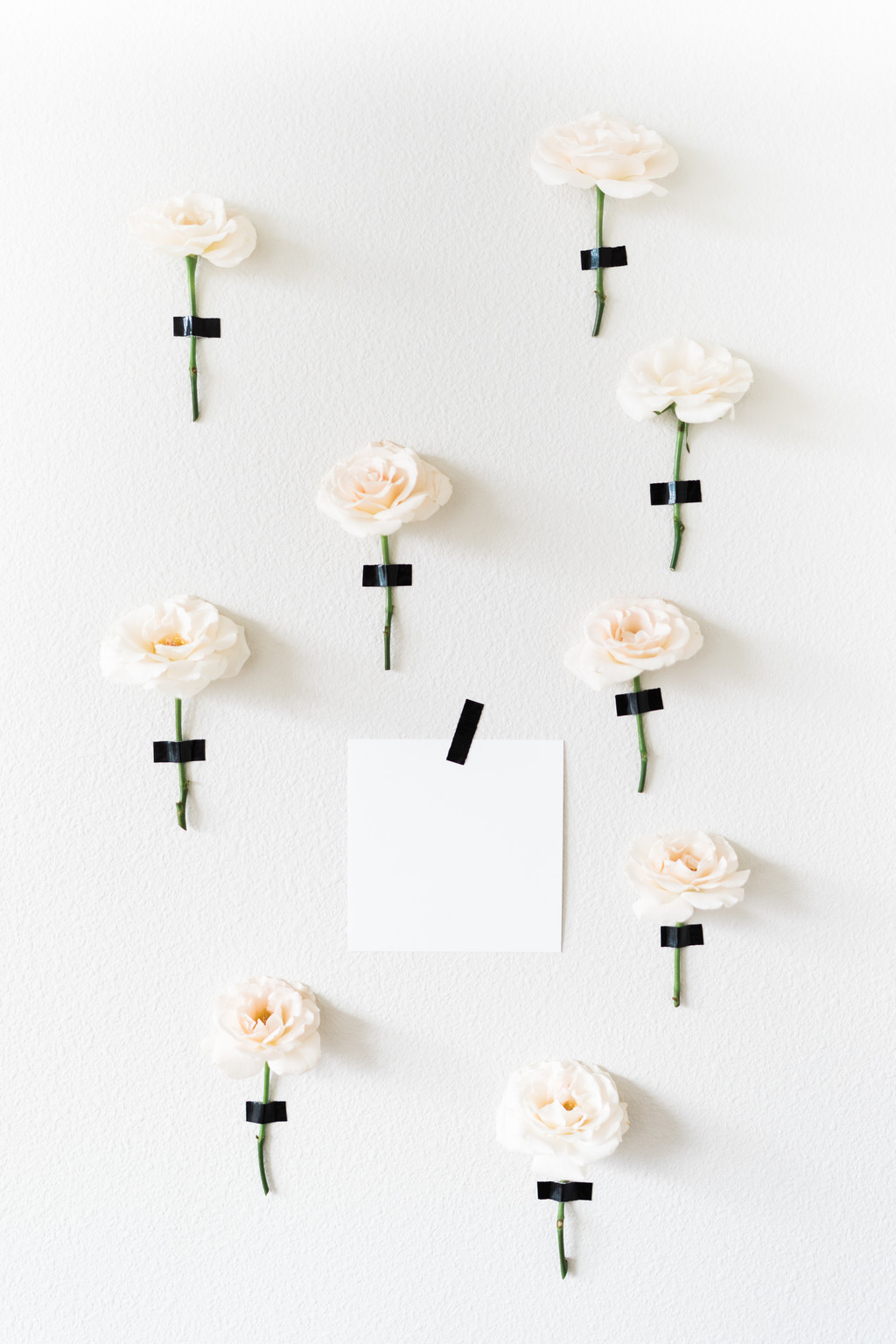 极简淡雅玫瑰花花朵背景图片