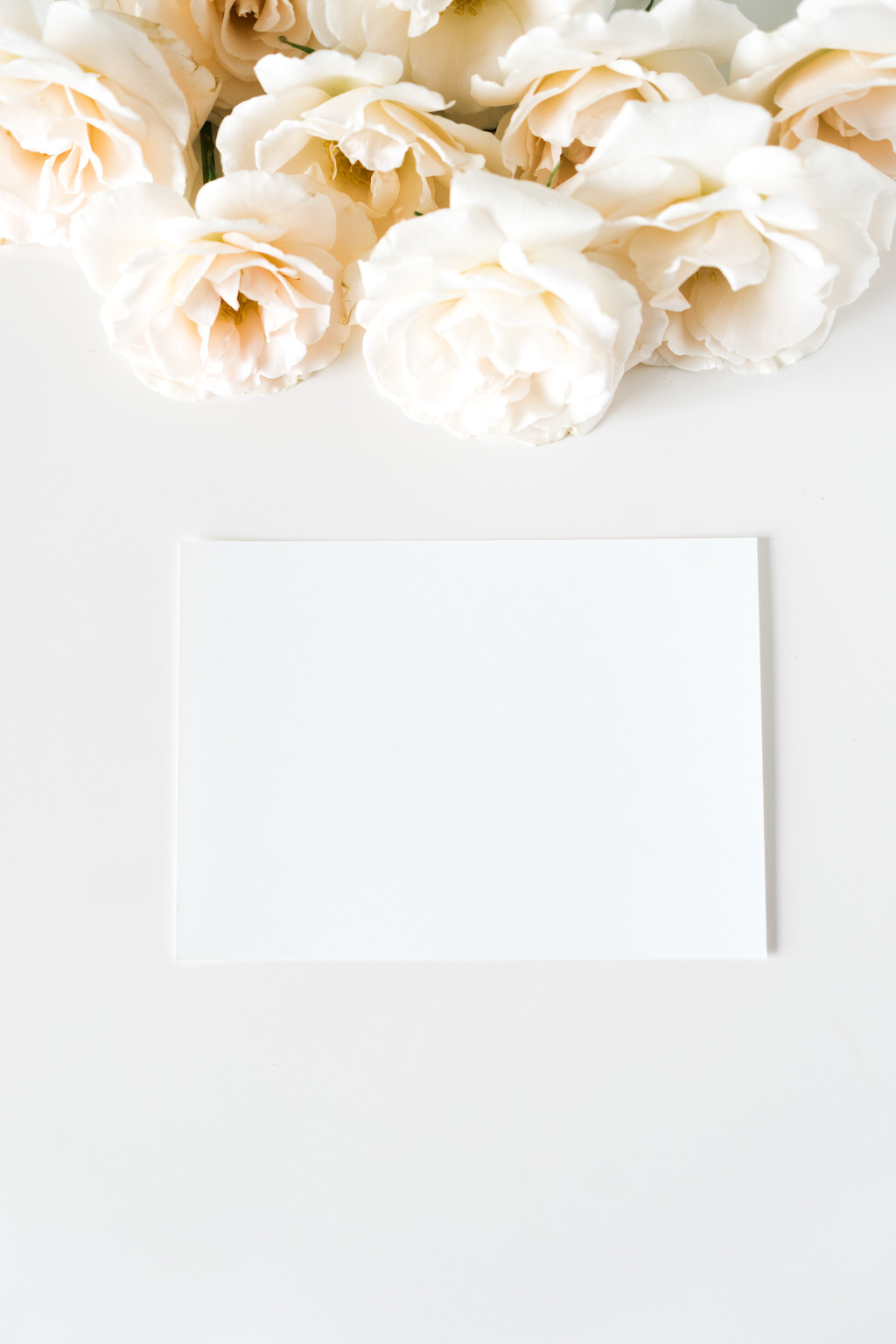 极简淡雅玫瑰花花朵背景图片