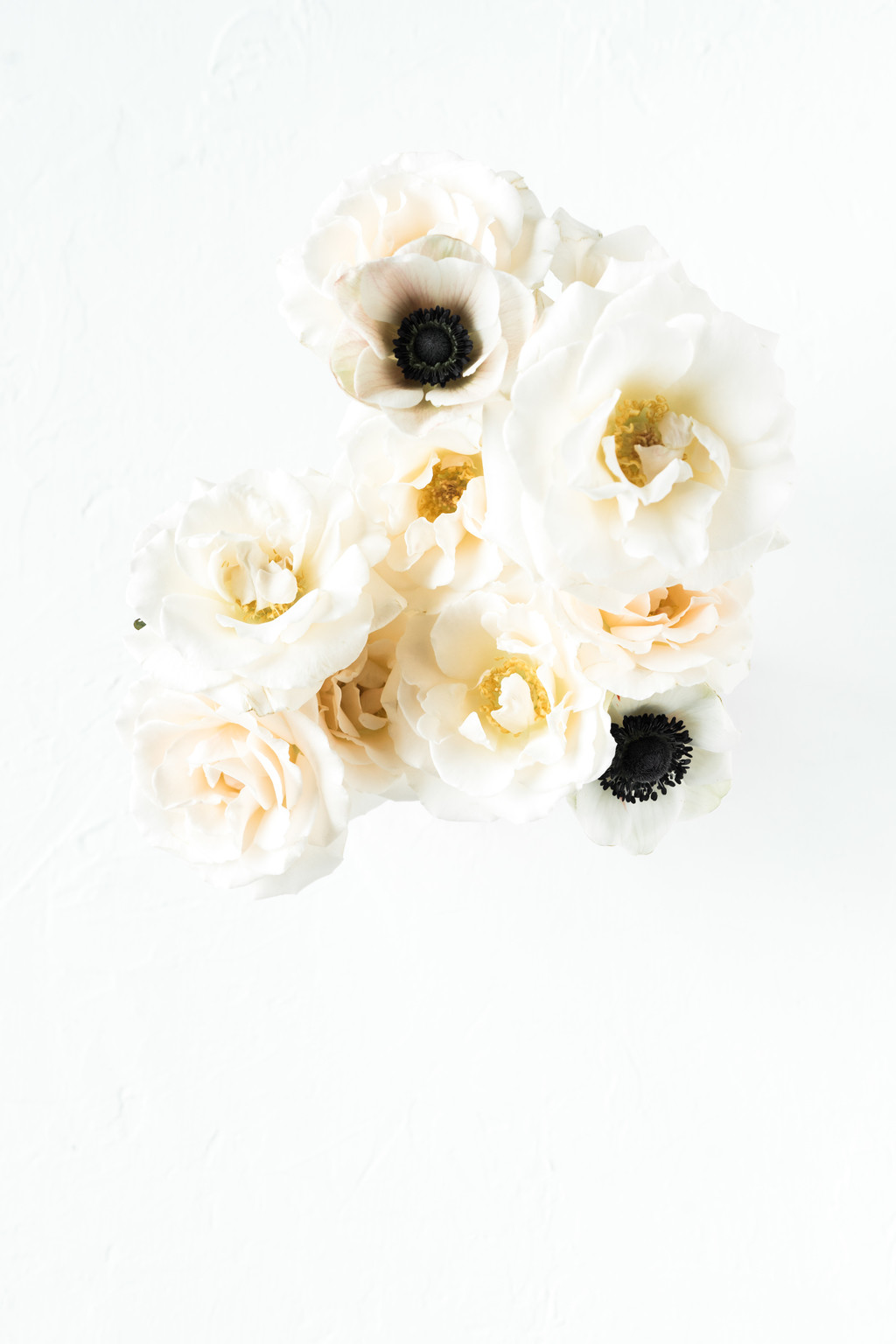 极简淡雅玫瑰花花朵背景图片