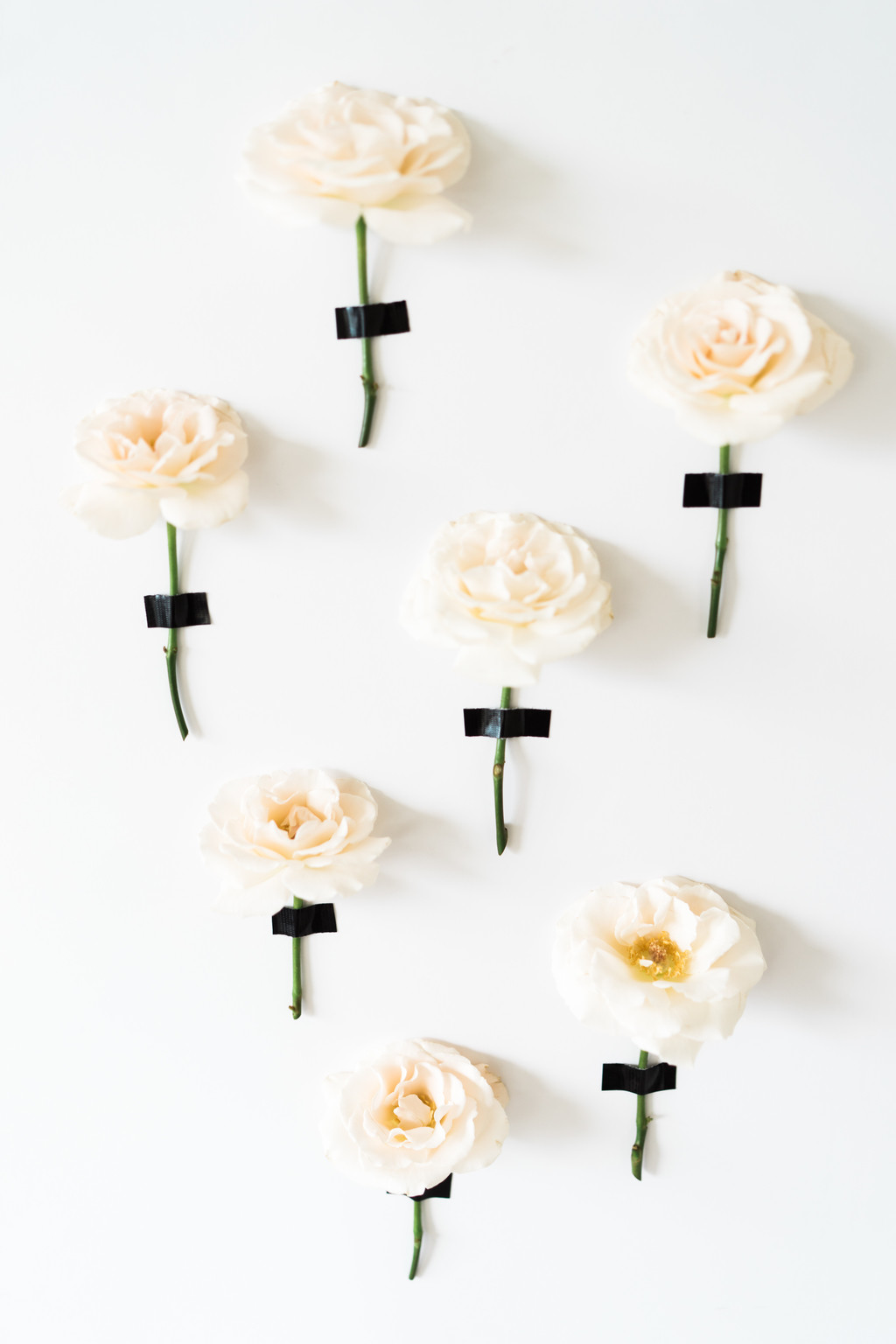 极简淡雅玫瑰花花朵背景图片