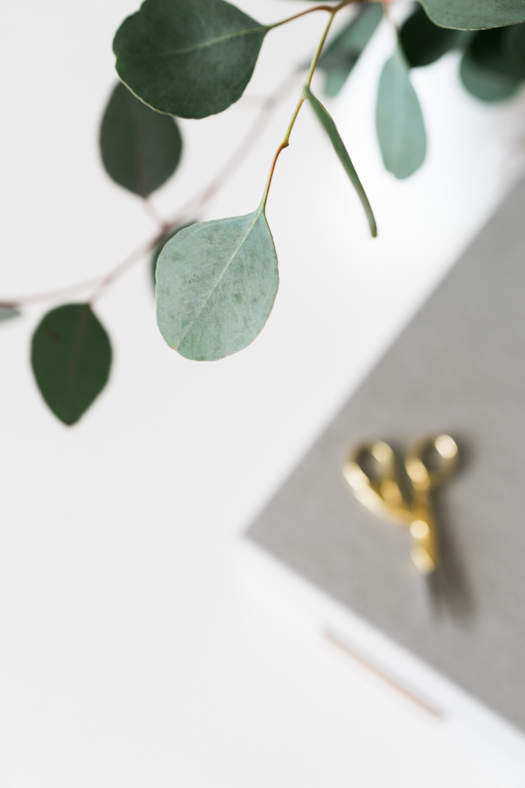 极简淡雅玫瑰花花朵背景图片