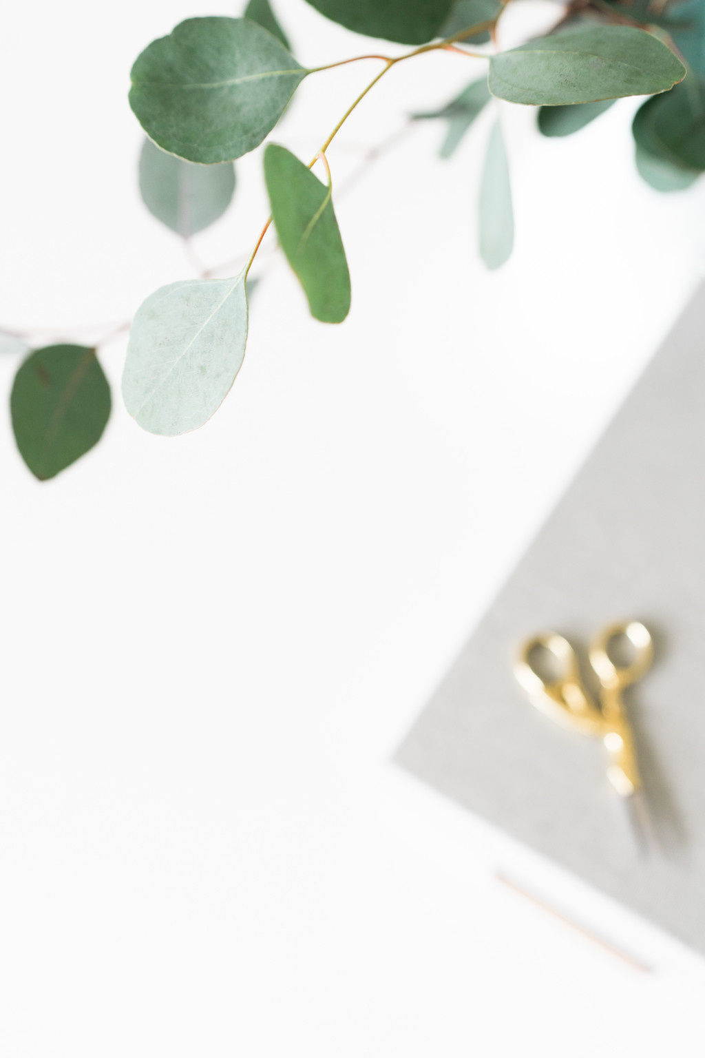 极简淡雅玫瑰花花朵背景图片