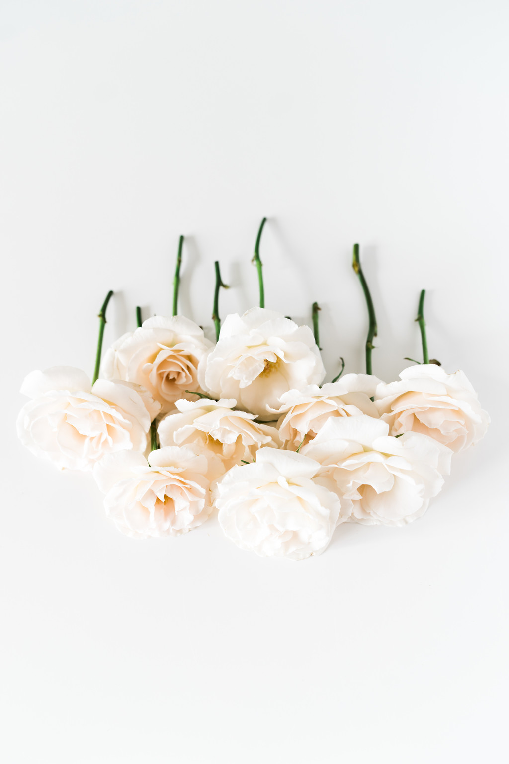 春天极简淡雅玫瑰花花朵背景图片