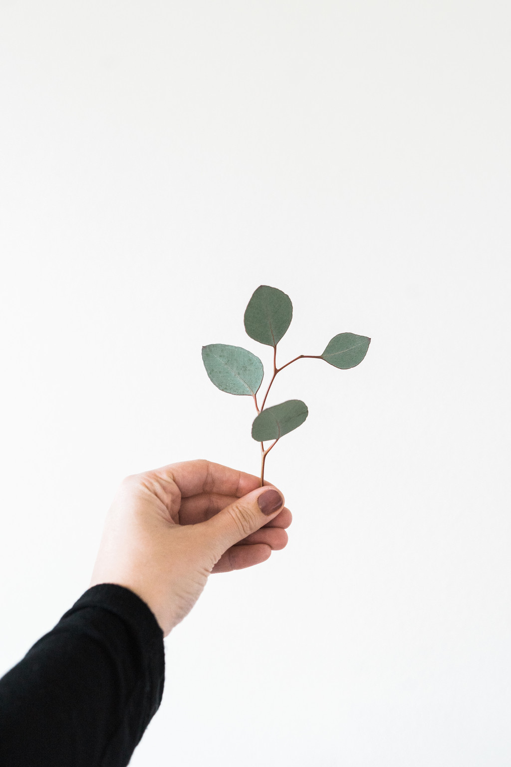 极简淡雅玫瑰花花朵背景图片