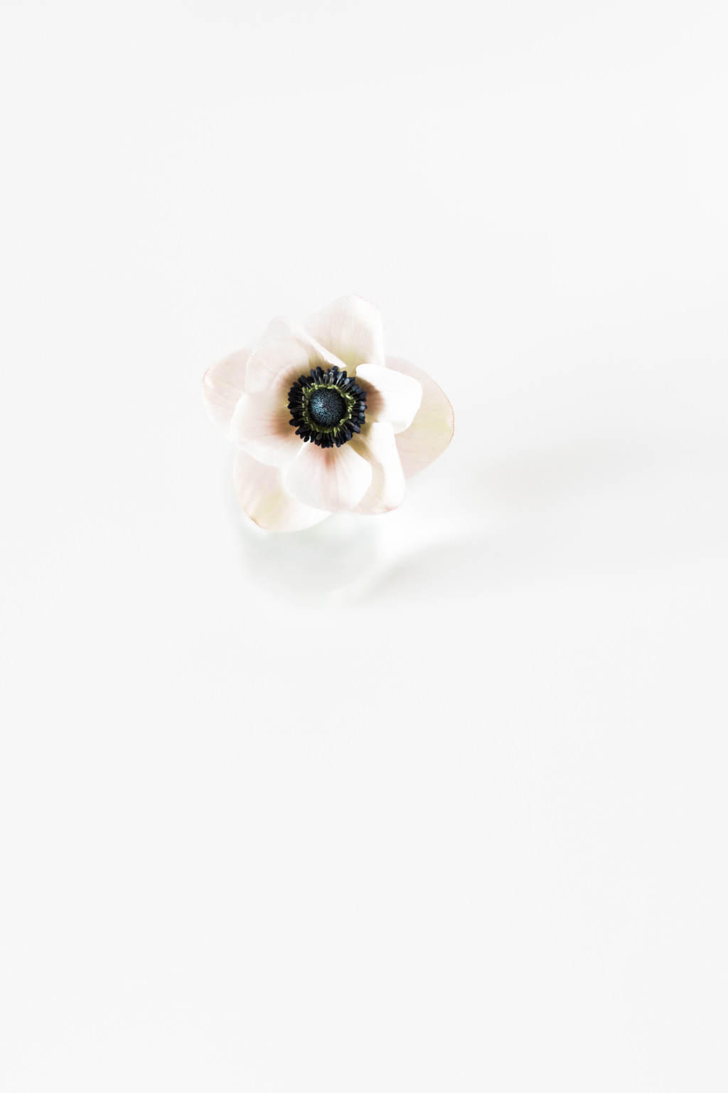 极简淡雅玫瑰花花朵背景图片