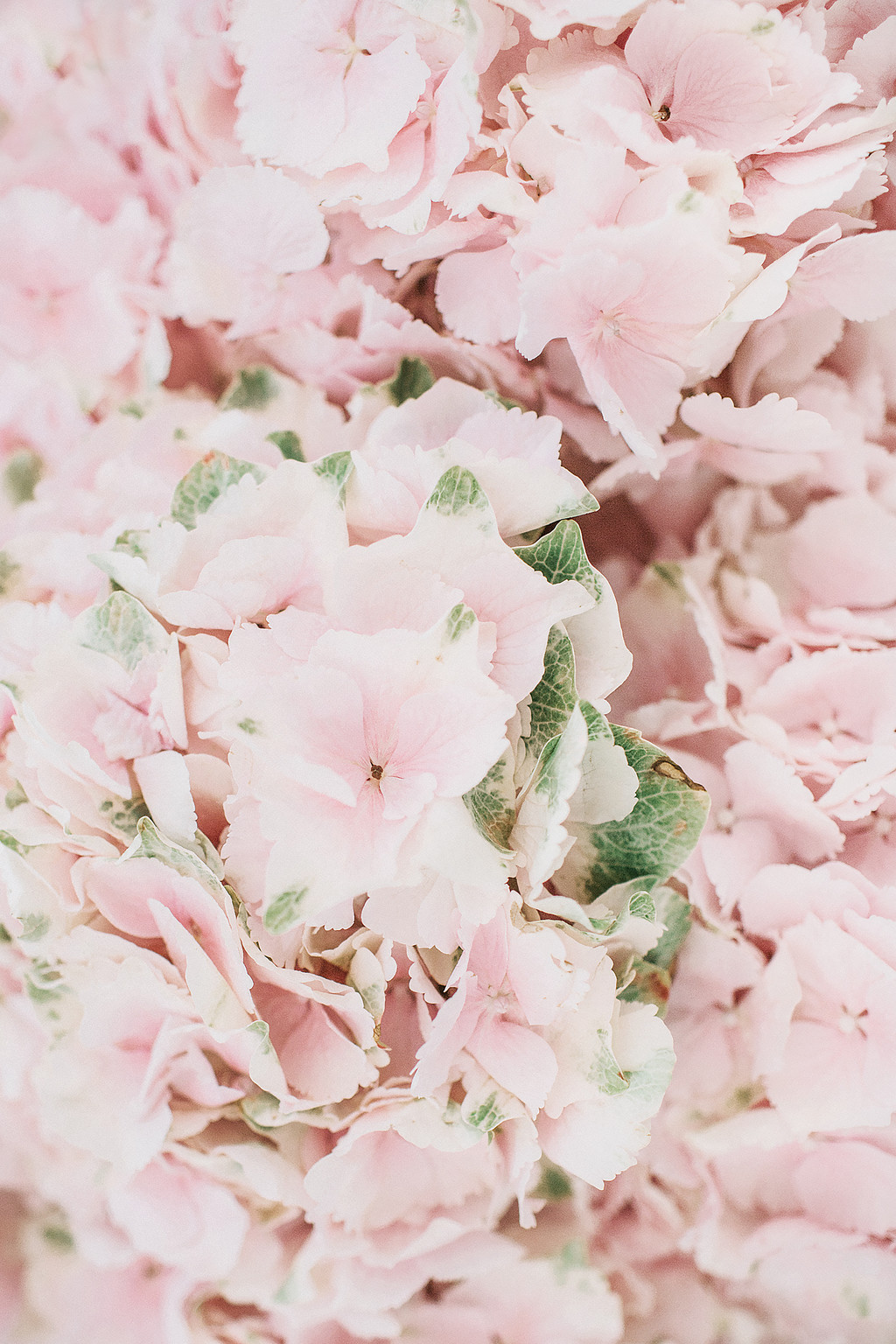 春天极简创意特写手机壁纸图片