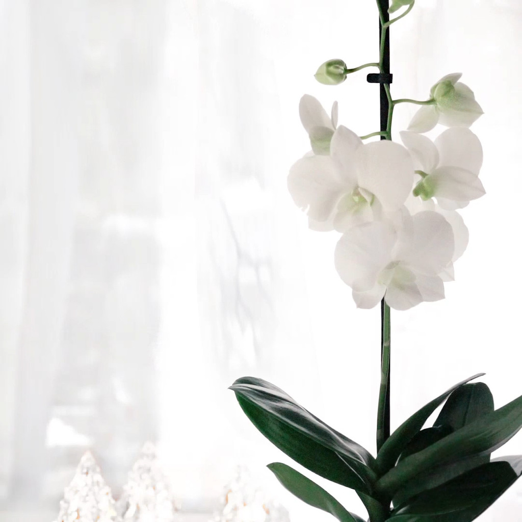 极简斯堪的纳维亚风格圣诞图片