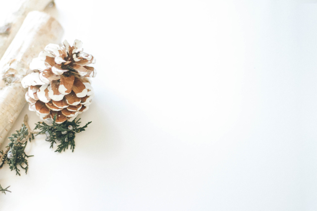 极简松树松子木头背景图片