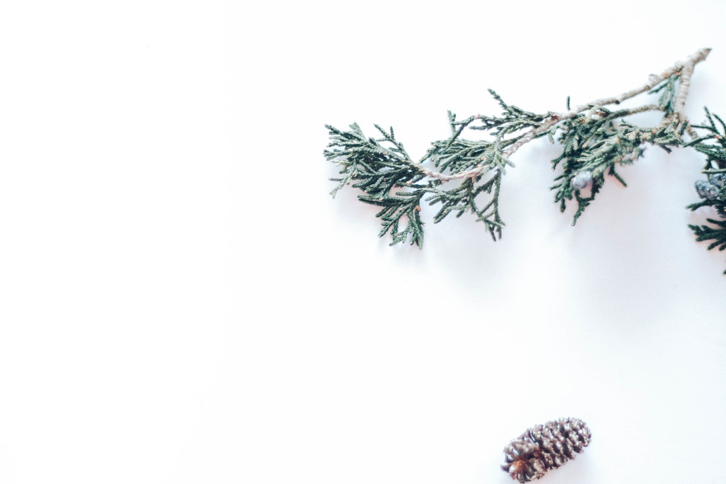 极简松树松子木头背景图片