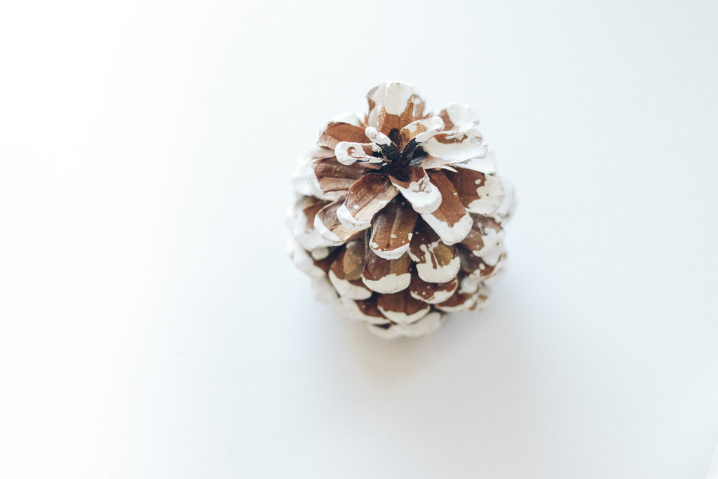 极简松树松子木头背景图片