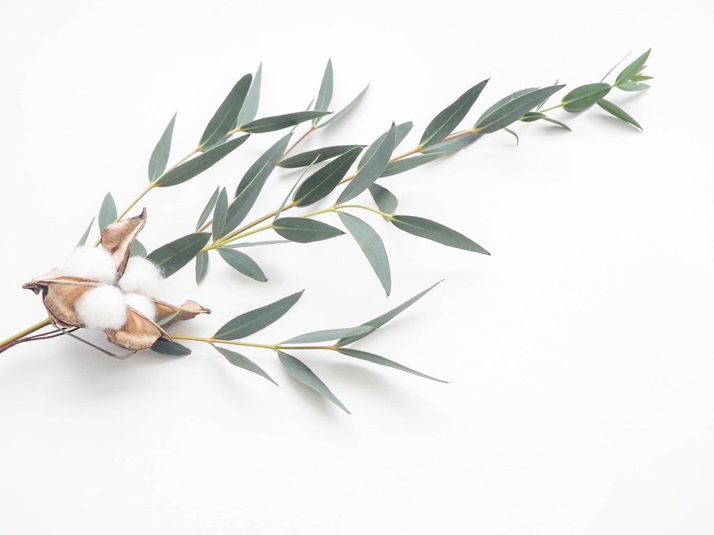 纳维亚极简树叶树枝图片